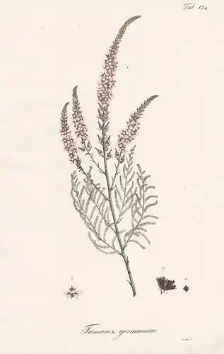 Tamarix germanica - Tamariske Rispelstrauch / Botanik botany / Pflanze plant