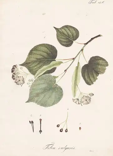 Tilia vulgaris - Linde basswood lime trees / Botanik botany / Pflanze plant