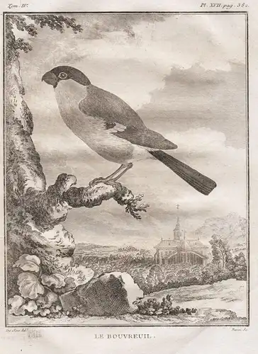 Le Bouvreuil - Gimpel Dompfaff bullfinch / Vögel Vogel bird birds oiseaux oiseau / Tiere animals
