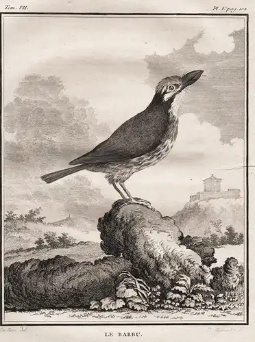 Le Barbu -  Vogel Vögel birds bird oiseaux oiseau