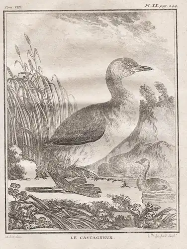 Le Castagneux - Zwergtaucher Little grebe Grèbe castagneux / Ente Enten ducks duck / Vogel Vögel birds bird