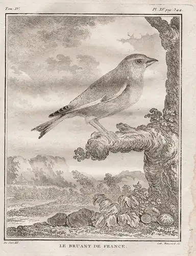 Le Bruant de France - Ammer Ammern Bunting / Vögel Vogel bird birds oiseaux oiseau / Tiere animals
