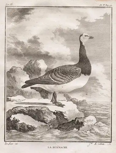 La bernache - goose Gans geese / Vögel birds Vogel bird oiseaux