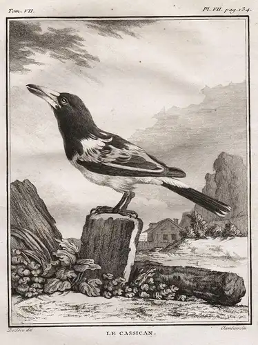 Le Cassican - Australian magpie Flötenkrähenstar / Vogel Vögel birds bird oiseaux oiseau