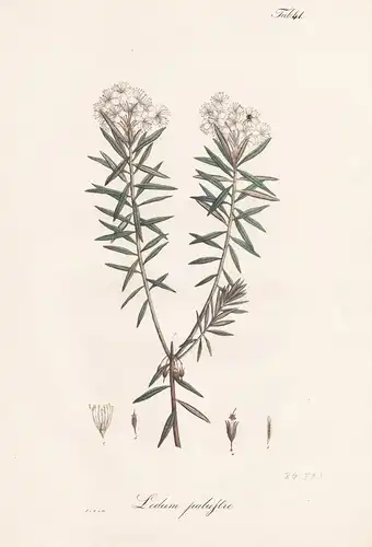 Ledum palustre - Sumpfporst marsh Labrador tea wild rosemary / Botanik botany / Pflanze plant