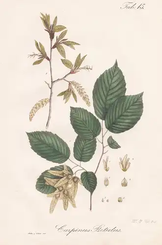 Carpinus Betulus - hornbeam Hainbuche Weißbuche / Botanik botany / Pflanze plant