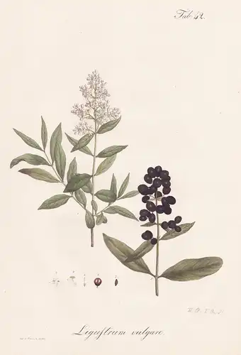 Ligustrum vulgare - Liguster wild privet / Botanik botany / Pflanze plant