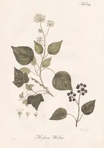 Hedera Helix - Efeu ivy / Botanik botany / Pflanze plant