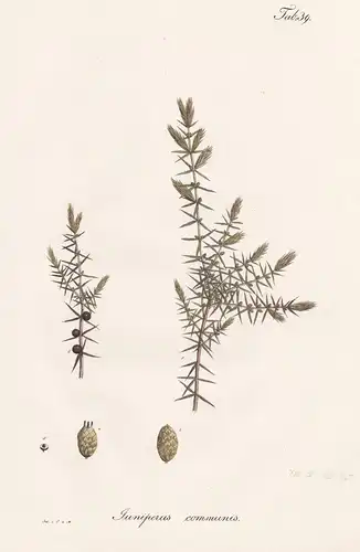 Juniperus communis - Wacholder juniper / Botanik botany / Pflanze plant