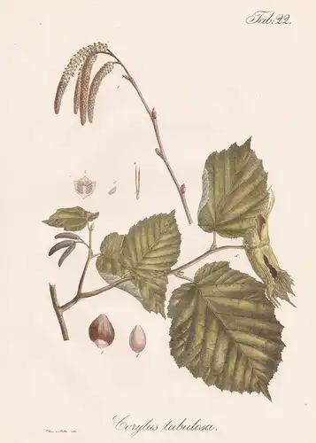 Corylus tubulosa - Haselnussstrauch hazel Haselstrauch Haselnuss / Botanik botany / Pflanze plant