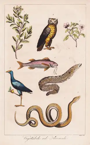 Vegetabili ed Animali - Eule Uhu owl / snake Schlange / Fisch fish / Vogel bird / plants Pflanzen
