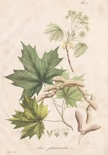 Acer platanoides - Ahorn Spitzahorn Norway maple Baum tree Botanik botany / Pflanze plant