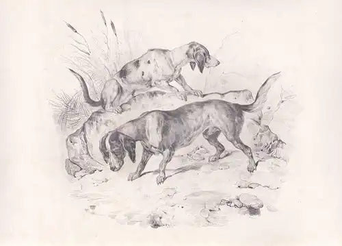 Jagdhund hunting dogs Jagd hunting Hunde / Zeichnung drawing dessin