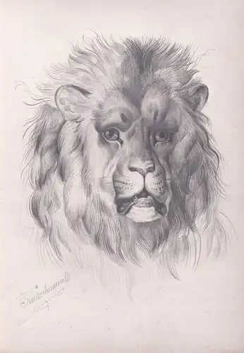 Löwe lion / Zeichnung drawing dessin