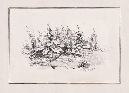 (Wiese Blumen / Meadow flowers) - Botanik botany  / Zeichnung drawing dessin