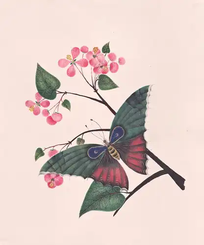 Schmetterling mit Pflanze butterfly plant Zeichnung drawing dessin