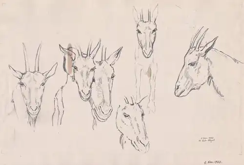 (Sechs Ziegen-Skizzen) - Ziege goat goats / sketches / Zoologie zoology