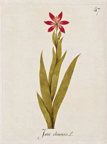 Ixia chinensis -  Ixien corn lily Klebschwertel / Botanik botany botanical / Blume flower / Pflanze plant Pfla