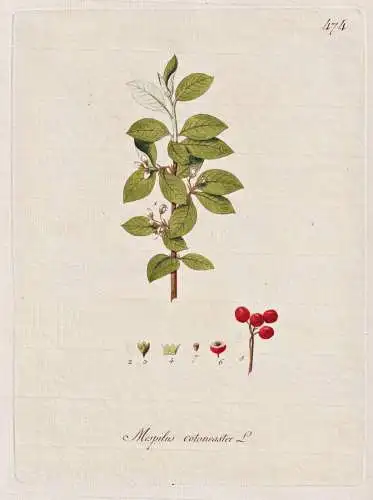 Mespilus cotoneaster - Zwergmispel Cotoneaster / Botanik botany botanical / Blume flower / Pflanze plant Pflan