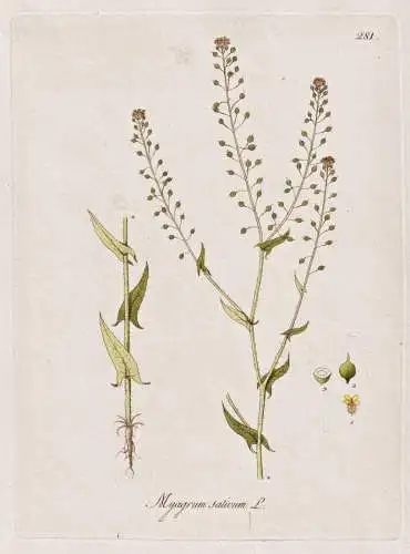 Myagrum sativum - Leindotter false flax camelina / Botanik botany botanical / Blume flower / Pflanze plant Pfl