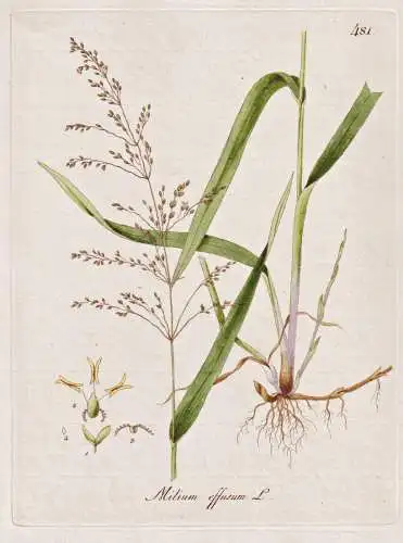 Milium effusum - Flattergras milletgrass Waldhirse wood millet / Botanik botany botanical / Blume flower / Pfl
