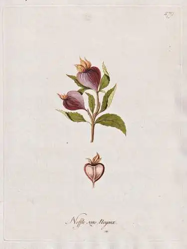 Nessle sans Noyaux - Mispel medlar Dörrlitze / Botanik botany botanical / Blume flower / Pflanze plant Pflanz