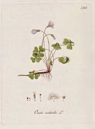 Oxalis acetosella - Sauerklee Kuckucksblume wood sorrel / Botanik botany botanical / Blume flower / Pflanze pl