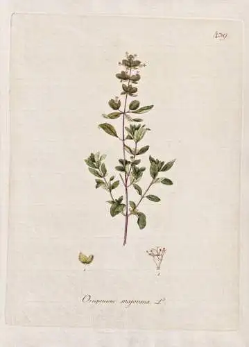 Origanum majorana - Majoran marjoram / Botanik botany botanical / Blume flower / Pflanze plant Pflanzen plants