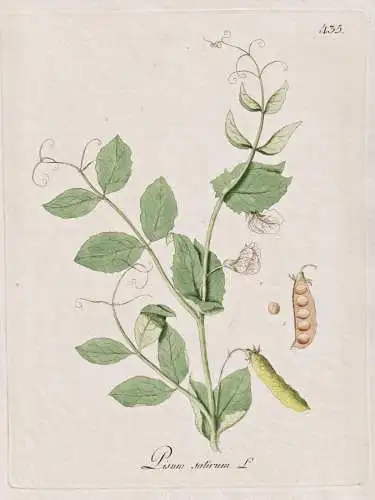 Pisum sativum - Erbse pea / Botanik botany botanical / Blume flower / Pflanze plant Pflanzen plants