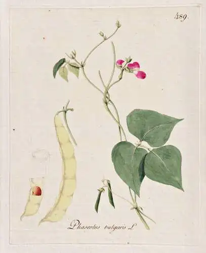 Phaseolus vulgaris - Grüne Bohne bean Fisole / Botanik botany botanical / Blume flower / Pflanze plant Pflanz