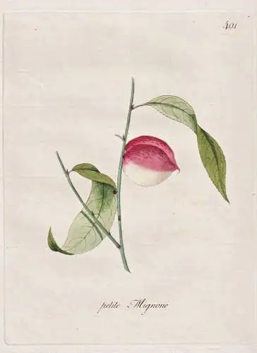 petit Mignone - Pfirsich peach peaches nectarines / Pomologie pomology / Botanik botany botanical / Blume flow