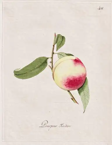 Pourpree Tardive - Pfirsich peach peaches nectarines / Pomologie pomology / Botanik botany botanical / Blume f