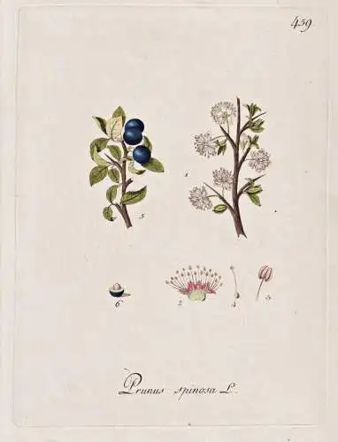 Prunus spinosa - Schlehdorn Schwarzdorn blackthorn sloe / Botanik botany botanical / Blume flower / Pflanze pl