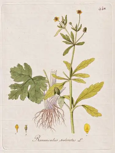 Ranunculus sceleratus - Gift-Hahnenfuß buttercup / Botanik botany botanical / Blume flower / Pflanze plant Pf