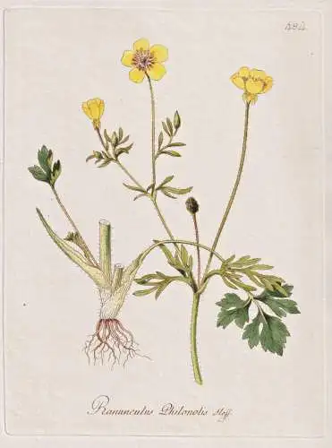 Ranunculus Philonotis - Hahnefuß buttercup / Botanik botany botanical / Blume flower / Pflanze plant Pflanzen