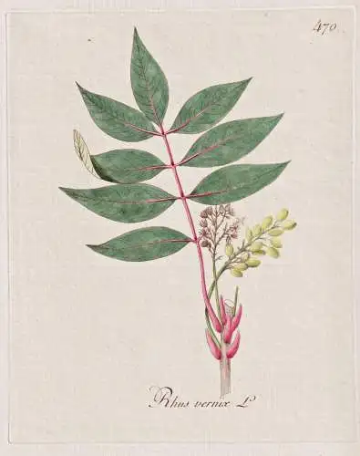 Rhus vernix - Sumach poison sumac Giftsumach Giftefeu / Botanik botany botanical / Blume flower / Pflanze plan