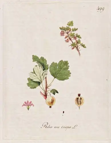 Ribes uva crispa - Stachelbeere gooseberry Beere berry / Botanik botany botanical / Blume flower / Pflanze pla