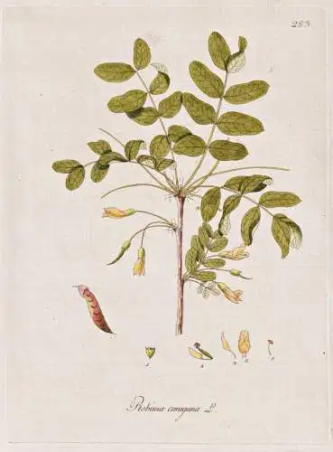 Robinia caragana - Erbsenstrauch / Botanik botany botanical / Blume flower / Pflanze plant Pflanzen plants