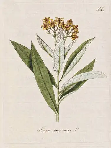 Senecio sarracenicus - Greiskraut Kreuzkraut broad-leaved ragwort / Botanik botany botanical / Blume flower /