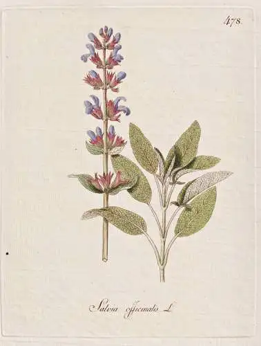 Salvia officinalis - Salbei sage / Botanik botany botanical / Blume flower / Pflanze plant Pflanzen plants