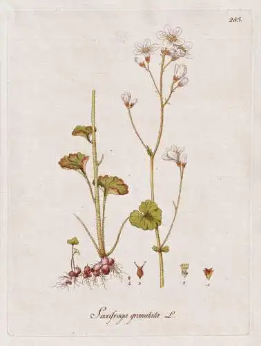 Saxifraga granulata - Steinbrech meadow saxifrage / Botanik botany botanical / Blume flower / Pflanze plant Pf