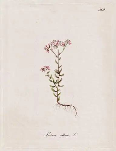 Sedum album - Weiße Fetthenne white stonecrop Weißer Mauerpfeffer / Botanik botany botanical / Blume flower