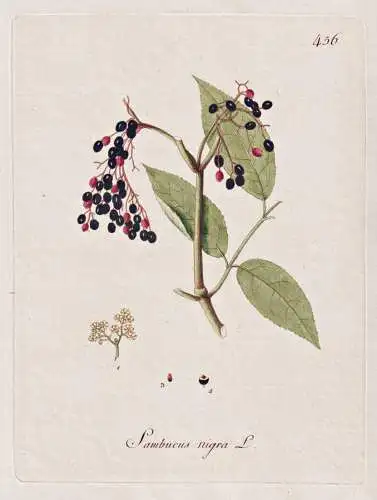 Sambucus nigra - Schwarzer Holunder black elder elderberry Holler Holder / Botanik botany botanical / Blume fl