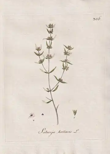 Satureja hortensis - Bohnenkraut Summer savory / Botanik botany botanical / Blume flower / Pflanze plant Pflan