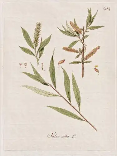 Salix alba - Silber-Weide white willow / Botanik botany botanical / Blume flower / Pflanze plant Pflanzen plan