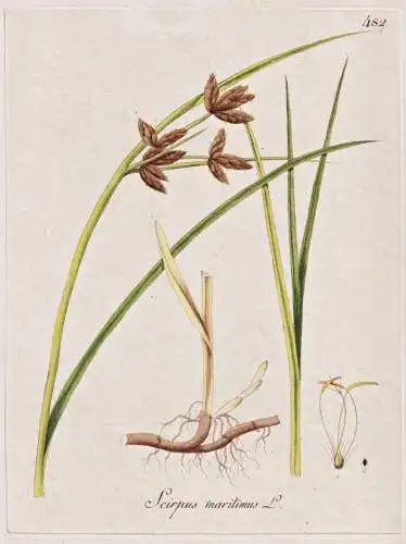 Scirpus maritimus - Strandsimse bulrush Strandbinse sea clubrush / Botanik botany botanical / Blume flower / P