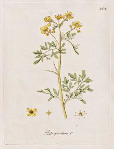 Ruta graveolens - Weinraute Gartenraute rue herb-of-grace / Botanik botany botanical / Blume flower / Pflanze