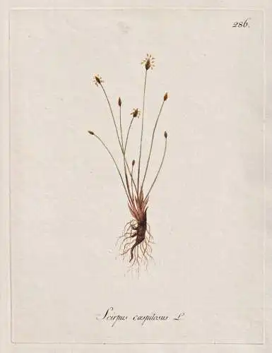 Scirpus caespitosus - Rasenbinse deergrass Binsen Simsen rushes / Botanik botany botanical / Blume flower / Pf