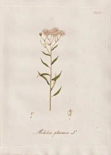 Achilea ptarmica - Sumpf-Schafgarbe sneezewort pellitory / Botanik botany botanical / Blume flower / Pflanze p