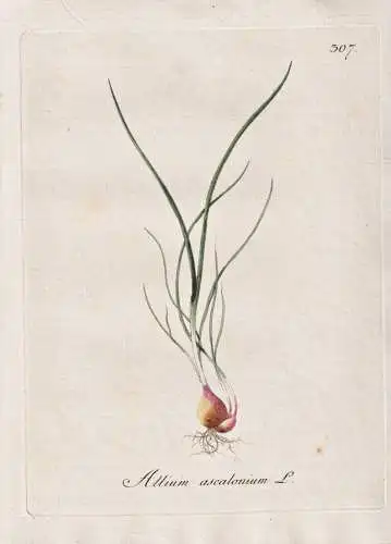 Allium ascalonium - Schalotte Edelzwiebel shallot Zwiebel / Botanik botany botanical / Blume flower / Pflanze